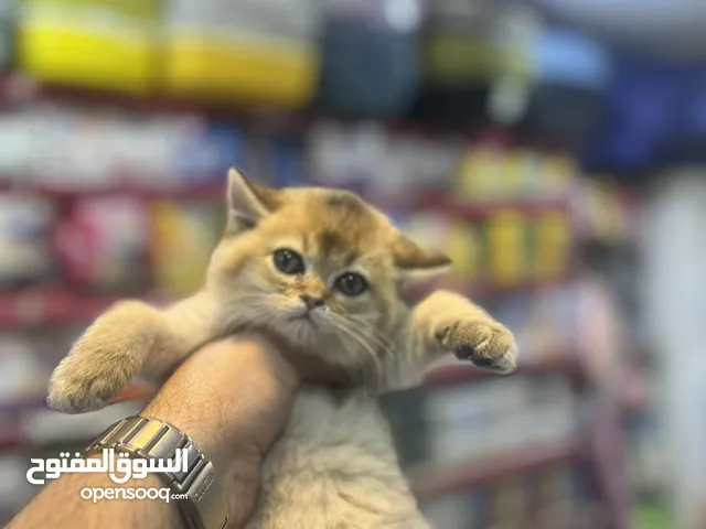 سكوتش ستريت غولدن ny 12 تخفيض عالمي عرض بيهز الأرض مش كلام لا بتلحق او لا تابع الوصف بعناية(مهم)