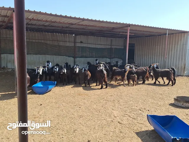 أغنام من سلالة طيبة ما بهم عذاريب