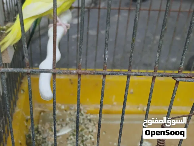 طيور حب منتج