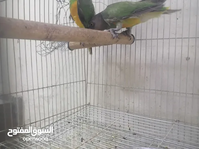 للبيع زوج سنغالي مفحوصين