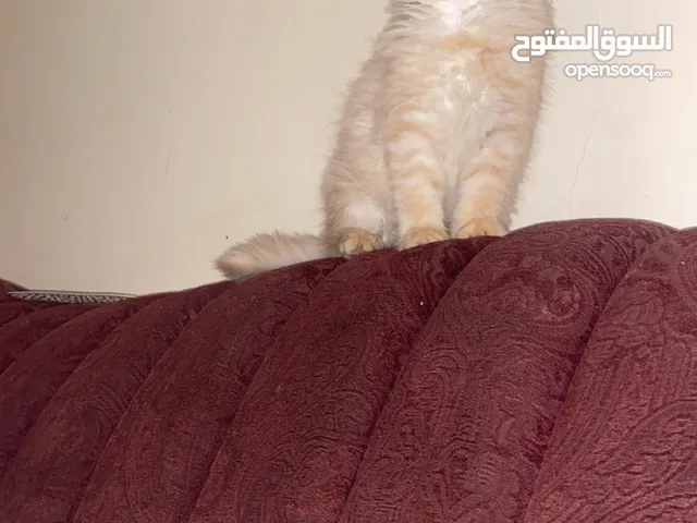 قطط شيرازي للبيع حي العزيزيه الخبر
