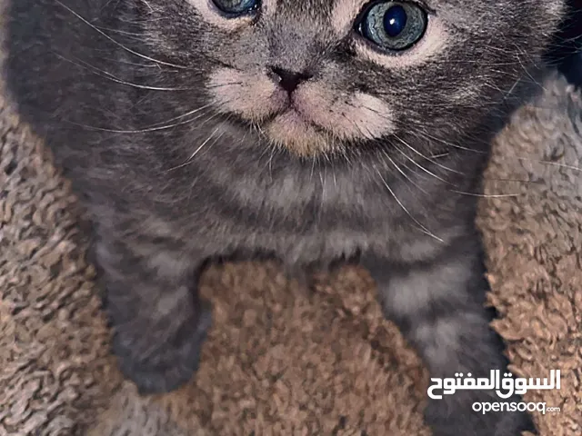 قط ذكر سكوتش عمر شهرين