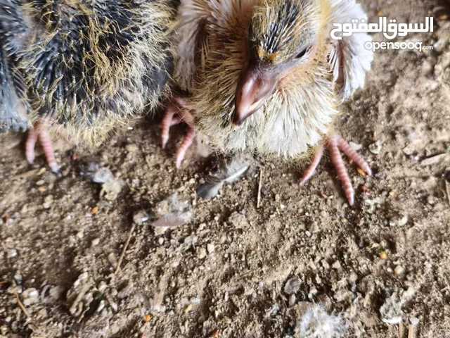 زوج زواجل هنه وفرحاتهن