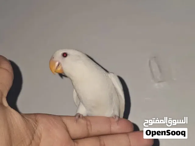 روز البينو عيون حمر هدد