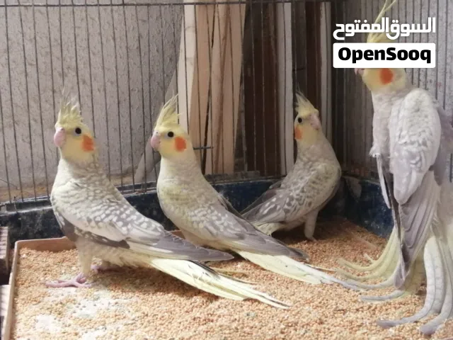 خمس 5 مخاليف كوكتيل  ، وذكر عمره أكثر من سنتين منتج