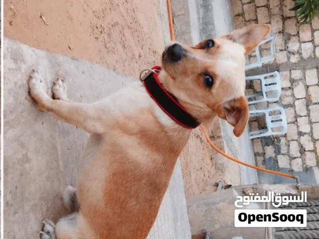 دكر تشواو ربي بارك يعلب ونشاط وخالي من الامراض