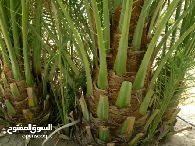 نخل صقعي هبري مطوق وخلاص اشقر ملكلي
