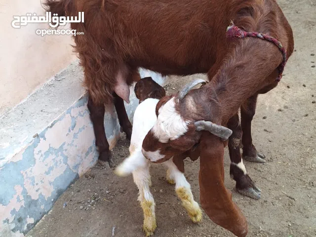 goat with baby