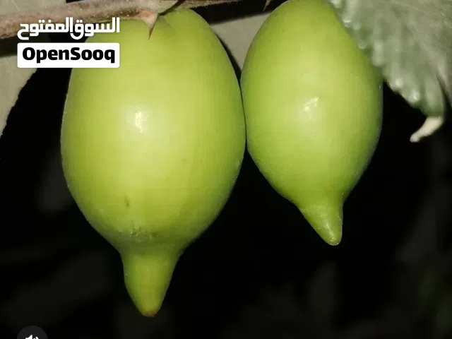 شتلات سدر مختلفه