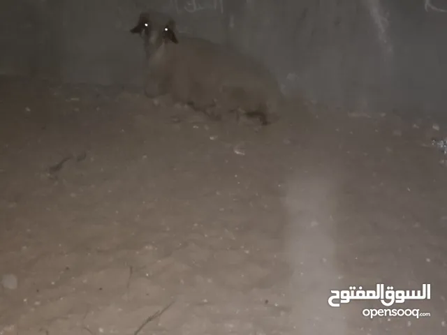 مطلوب خروف في حدود 1200 للبيع في طرابلس