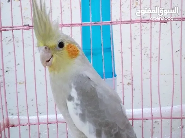 للبيع مخلوف كوكتيل لون بسكوتي ب 20 اقرا التفاصيل اولا