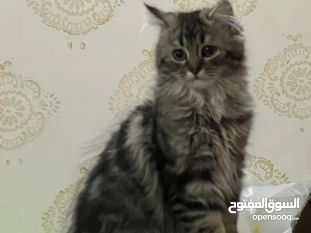 قط كيتين شيرازي للبيع