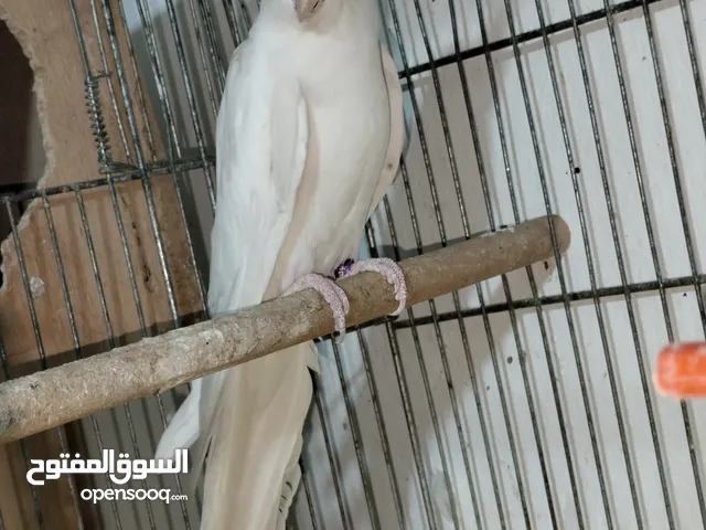جوز كوكتيل شغال للبيع