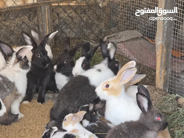 ارانب للبيع ارانب محليه كبيره و صغيره للبيع