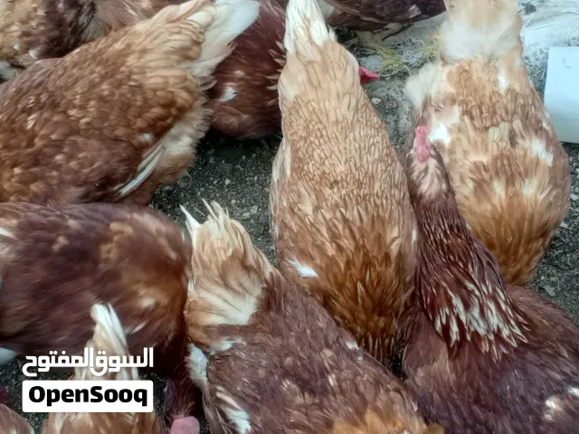 جاج براون احمر