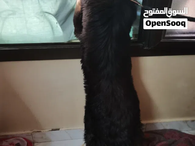 الراعي الالماني