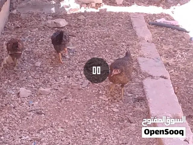 دجاج للبيع