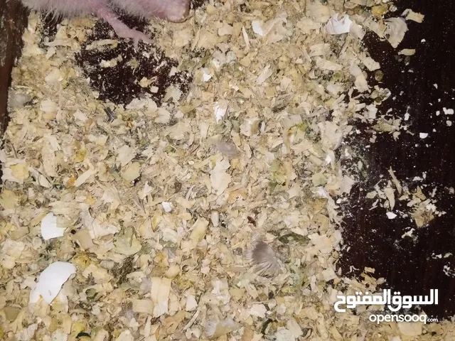 جوز كوكتيل وايت فيس مع ثلاث فراخ