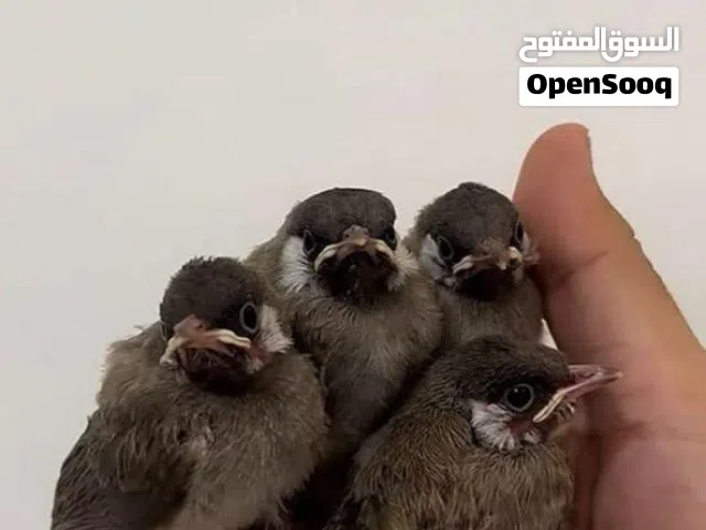 بلبل خد ابيضّ بصحه جيده أليف جدا العمر تقريبا ثلاث أسابيع الحبه بعشر ريال تواصل واتساب أو اتصال