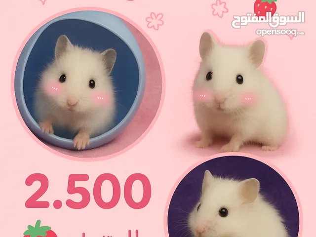 همسترت سوري للبيع