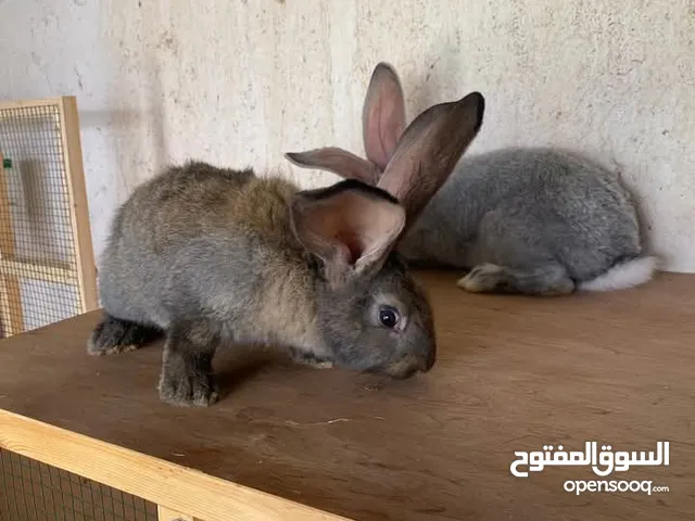 كوبية تلاته رباع الاب جامبو دم صافي والام تلاته رباع العمر شهرين ونص للبيع المكان تاجوراء