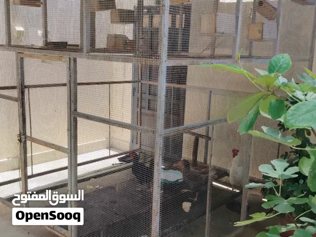 قفص العرض 2متر و30سانتي الارتفاع 2 متر