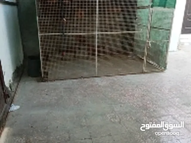 قفص للبيع حجم كبير