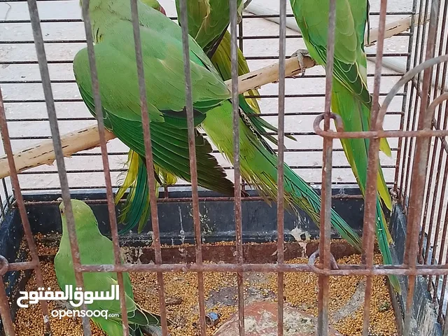 خمس حبات دره للبيع