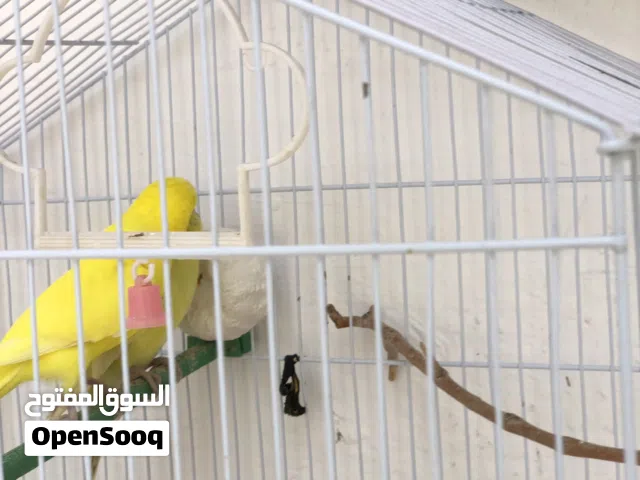 عصفورة لللبيع