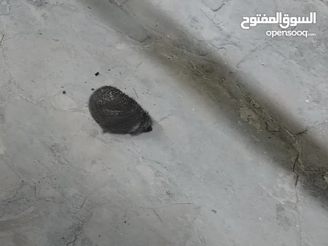قنفذ صحه ونضافه للبيع
