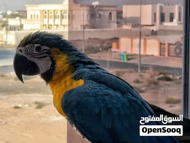 مكاو بلو اند قولد