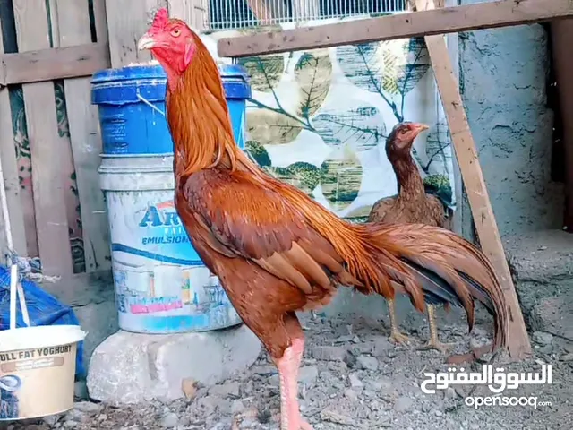 ديج هراتي نعناعي من رس الجناي دنمارك الابو هراتي الام افغانيه دم نقي احلا من التصوير ضخامه وارتفاع