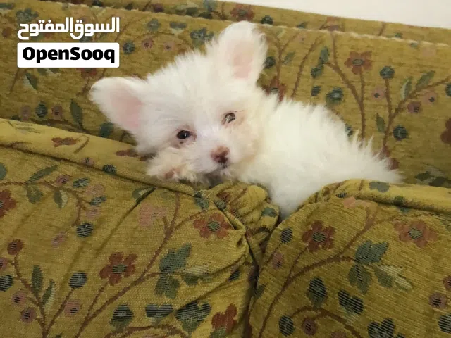 بنت وولد يوركشاير تيرتر