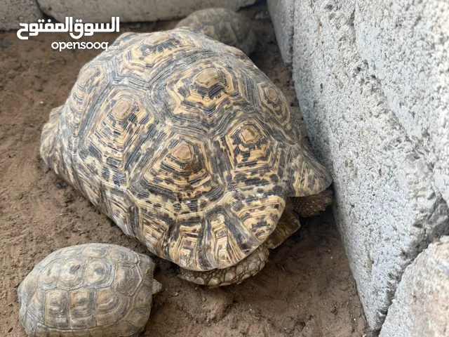 سلحفاه افريقيه بريه