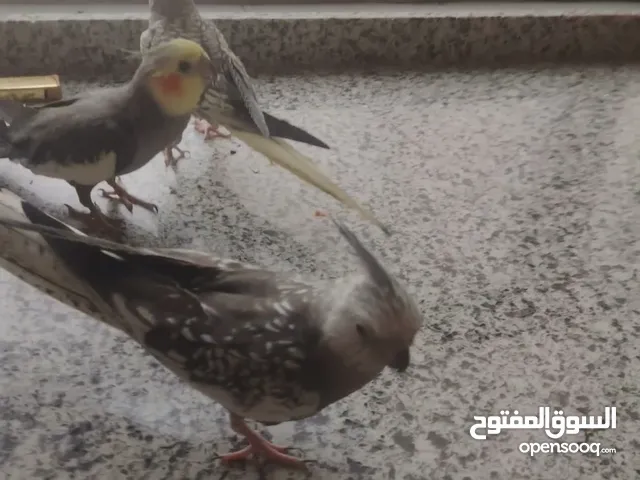 كوكتيل زوج و وفرخ