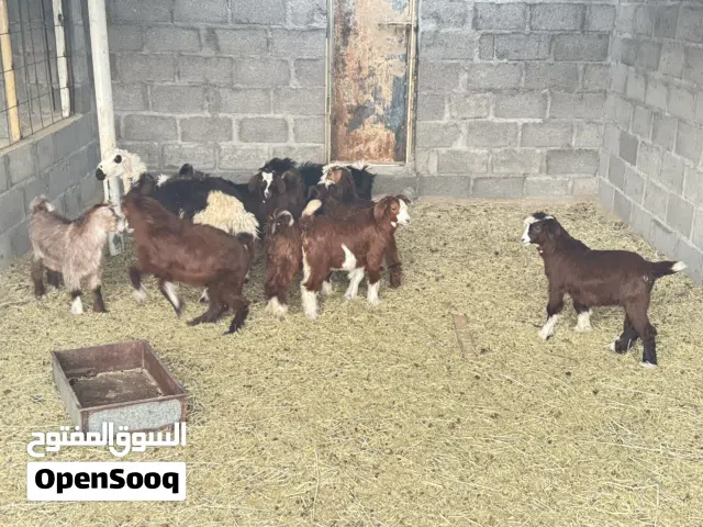 3سخلان 3وسخلات العدد6 روينات حليب العمر حدود 4شهور تقريبا راس65ريال فل سمنه