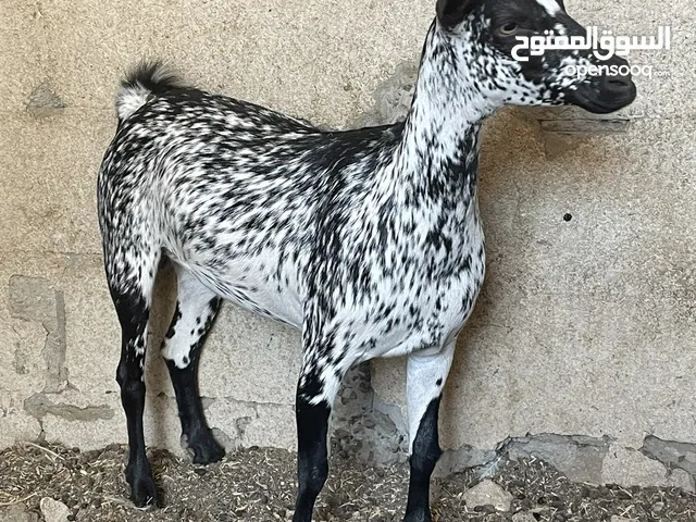 للبيع انثه جاهزه صلاليه بيور