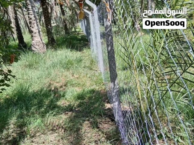 بستان نخيل ملك طابو صرف  للبيع  في  الجرية