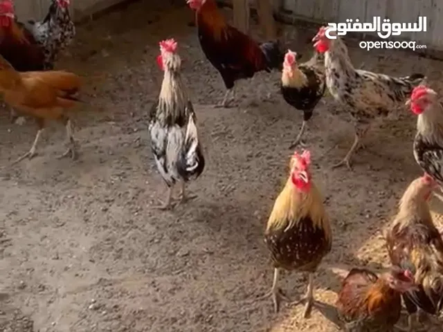 للبيع دياكه عربي الموقع: الهجن كبد العدد:150 تقريباً سعر الحبه:1:500