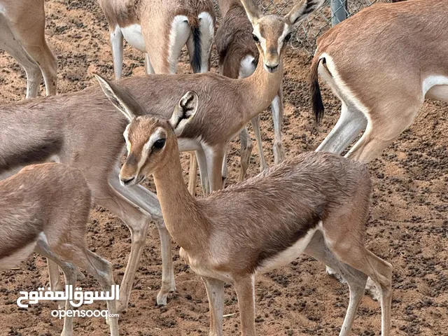 غزال الدوماني و الريم و جميع الانواع
