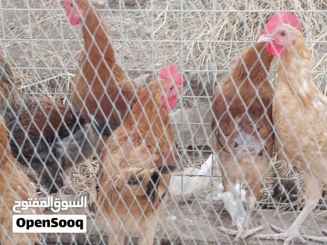 ديوك لوهمن للذبح4شهور وللترباي