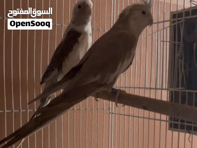 للبيع زوج كوكتيل الوصف مهم