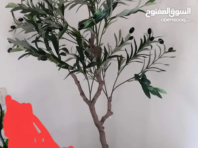 شجرة زيتون صناعي