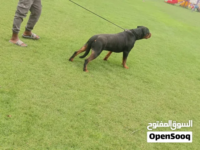 كلب روت ومع البسبور