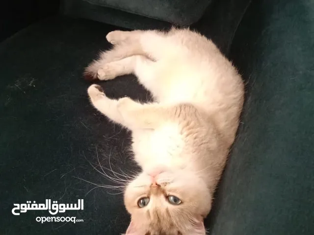 قطة بريتيش غولد عيون زمردية