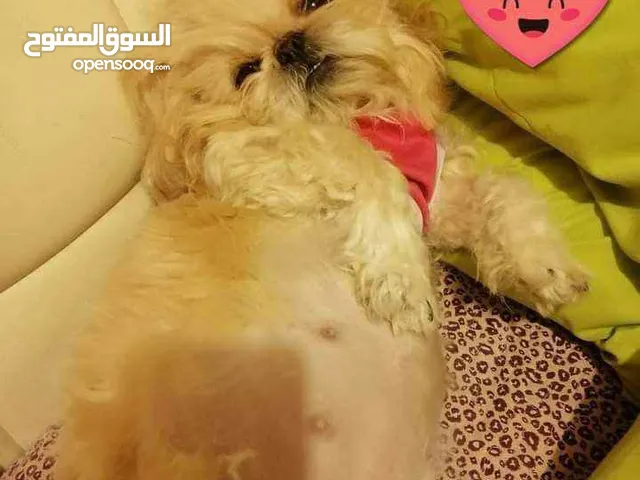 Pure shihtzue