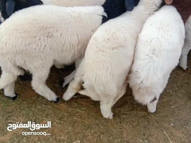 17ذكر و7فطايم العمر 4اشهور