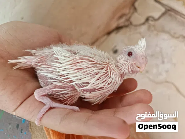 انتاج البينو وفرنساوي