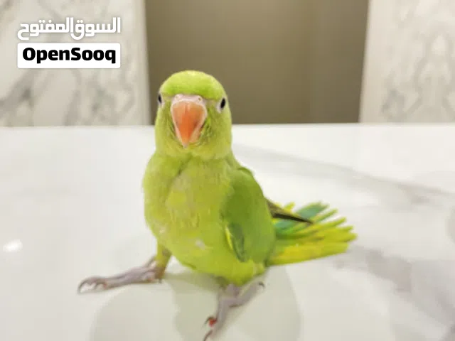 فرخ متوه اليف للبيع