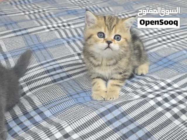 سكوتش سرتريت للبيع